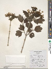 Viburnum opulus image