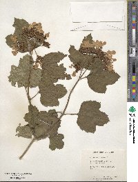 Viburnum opulus image