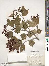 Viburnum opulus image