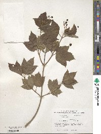 Viburnum opulus image