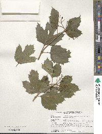 Viburnum opulus image