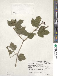 Viburnum opulus image