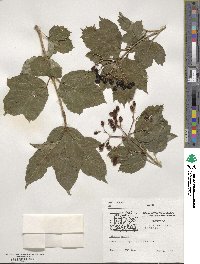 Viburnum opulus image