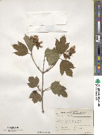 Viburnum opulus image