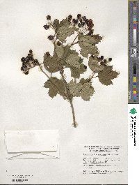 Viburnum opulus image