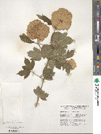 Viburnum opulus image