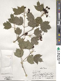 Viburnum opulus image