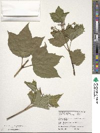 Viburnum sargentii image