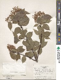 Viburnum betulifolium image