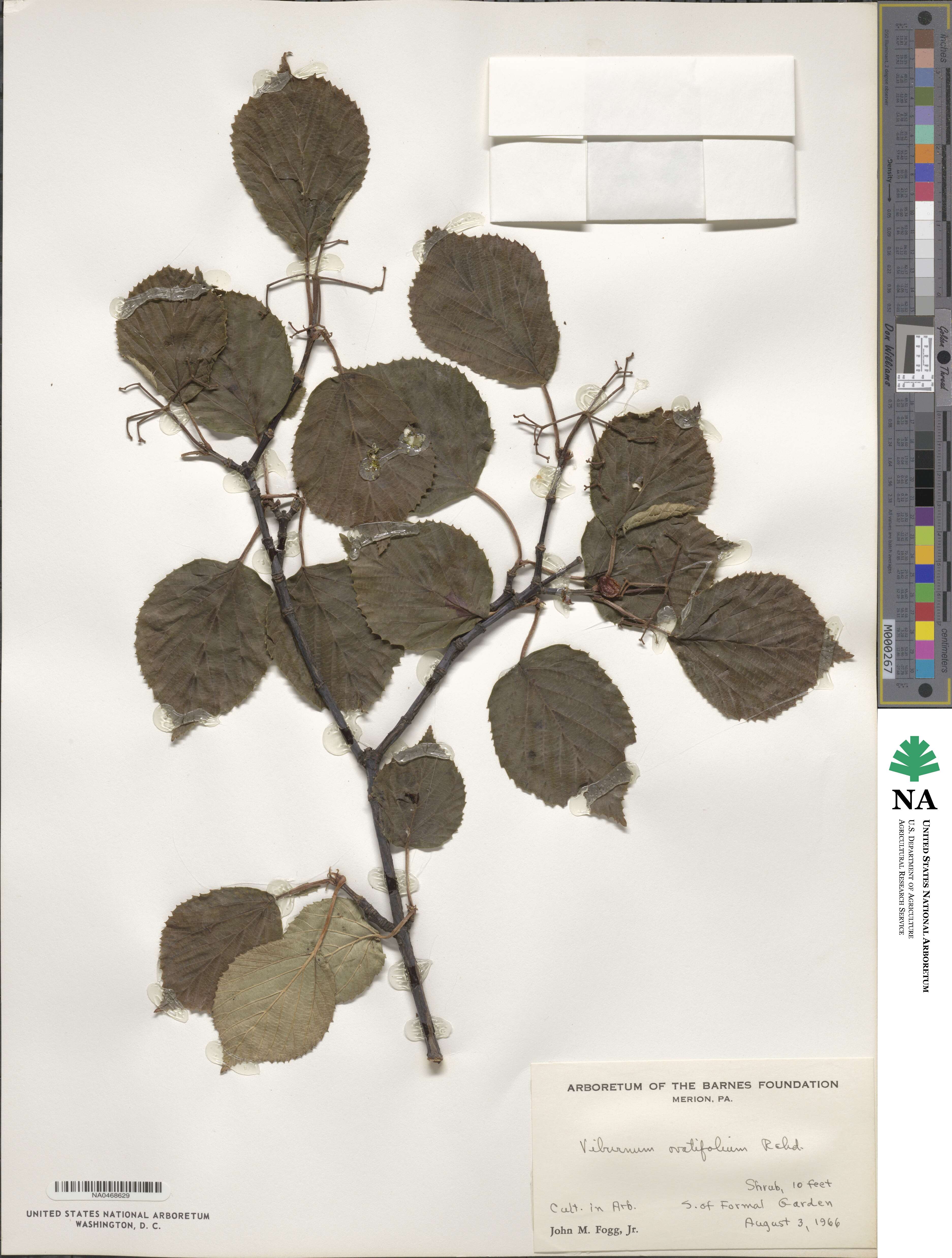 Viburnum betulifolium image