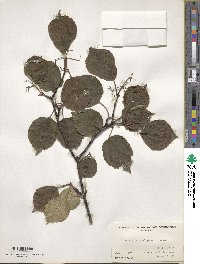 Viburnum betulifolium image