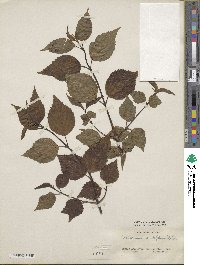 Viburnum betulifolium image