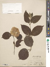 Viburnum plicatum image