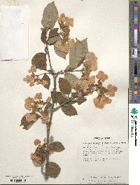 Viburnum plicatum image