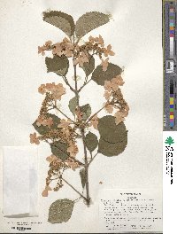 Viburnum plicatum var. tomentosum image