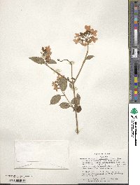 Viburnum plicatum image