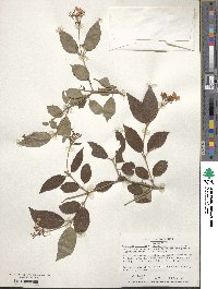 Viburnum plicatum var. tomentosum image