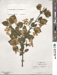 Viburnum plicatum var. tomentosum image