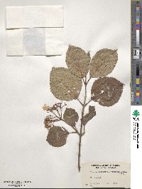 Viburnum plicatum var. tomentosum image