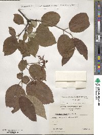 Viburnum plicatum var. tomentosum image