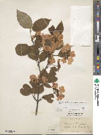 Viburnum plicatum var. tomentosum image