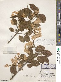 Viburnum plicatum var. tomentosum image