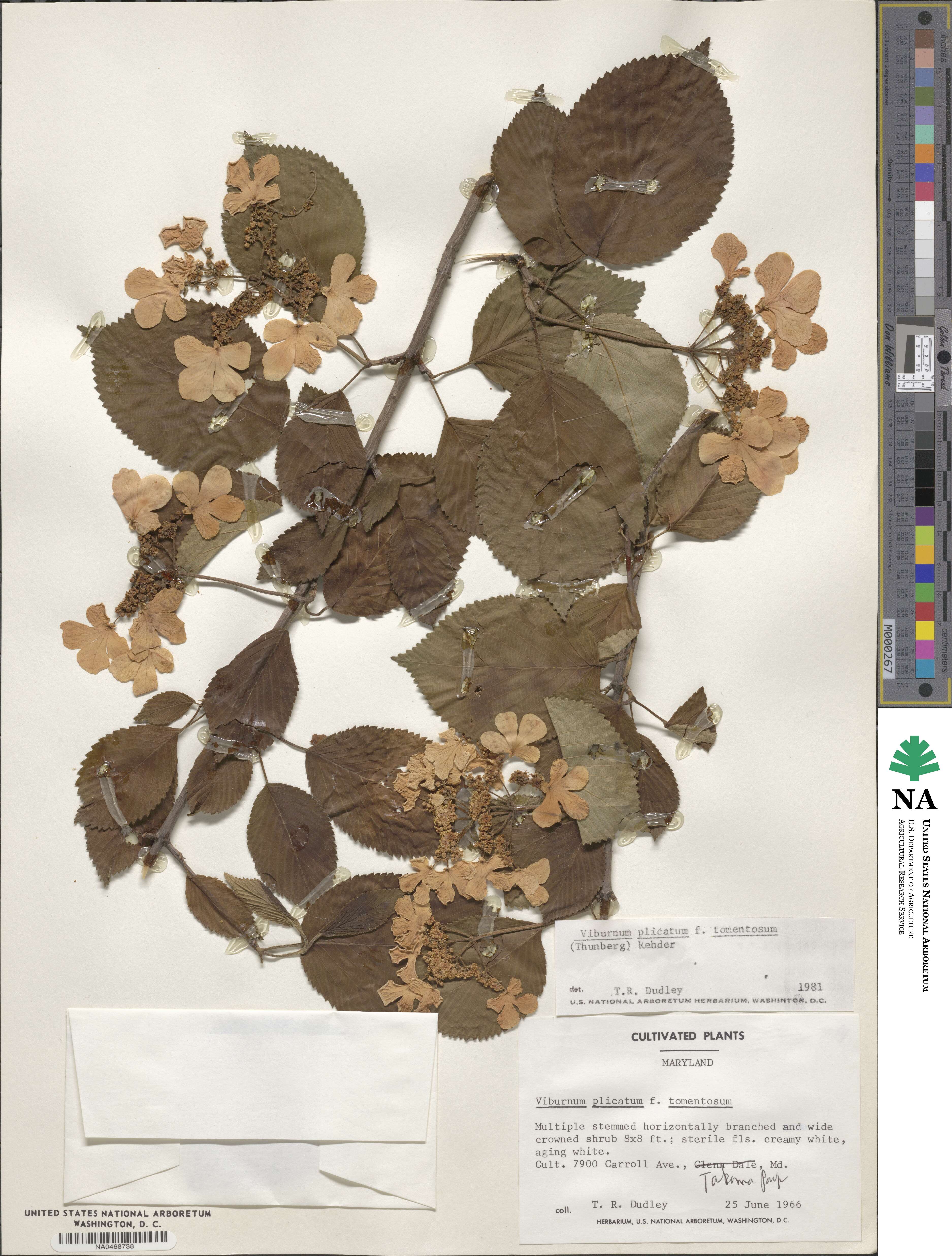 Viburnum plicatum var. tomentosum image