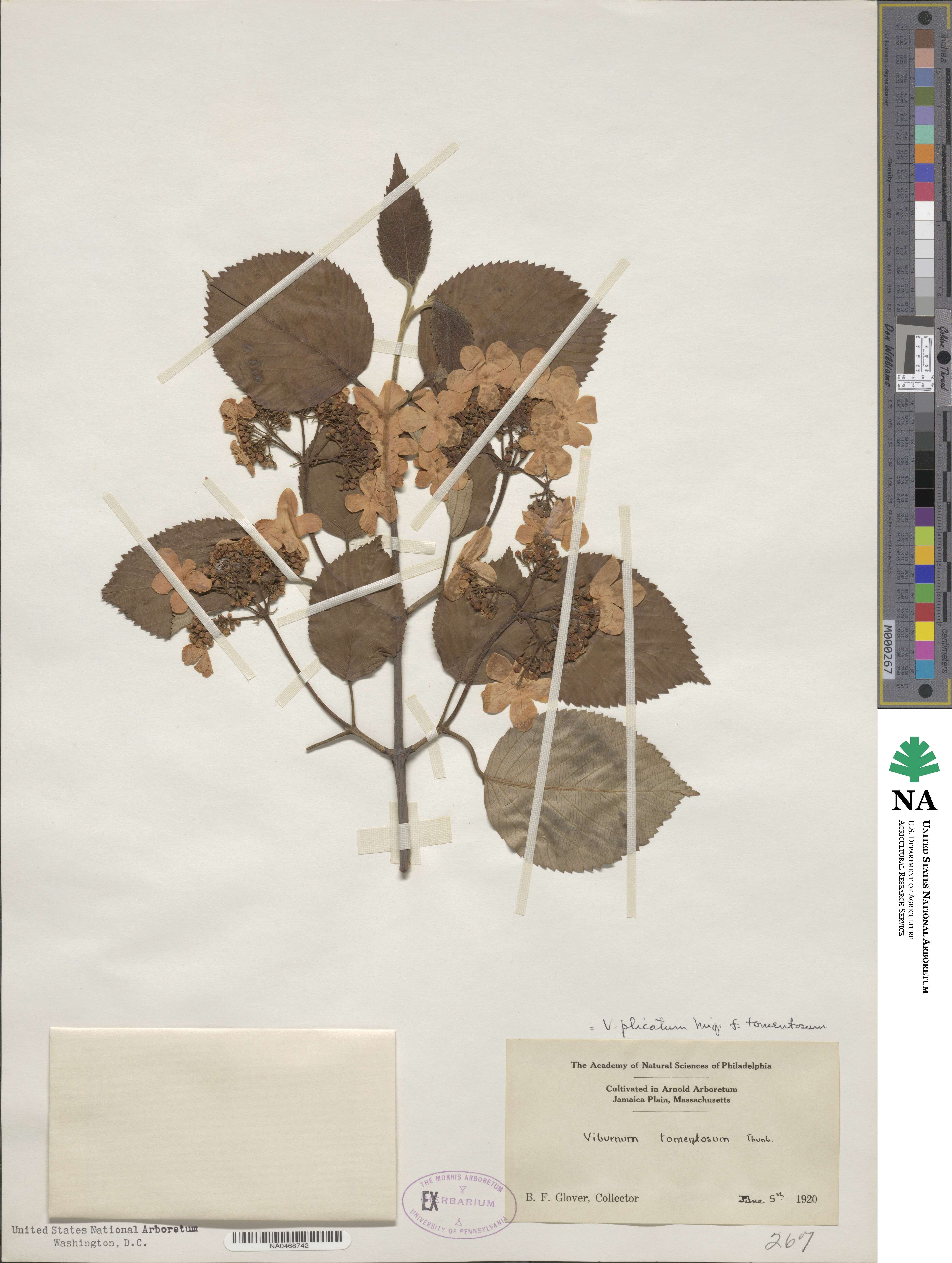 Viburnum plicatum var. tomentosum image