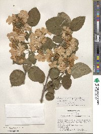 Viburnum plicatum var. tomentosum image