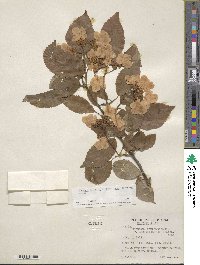 Viburnum plicatum var. tomentosum image