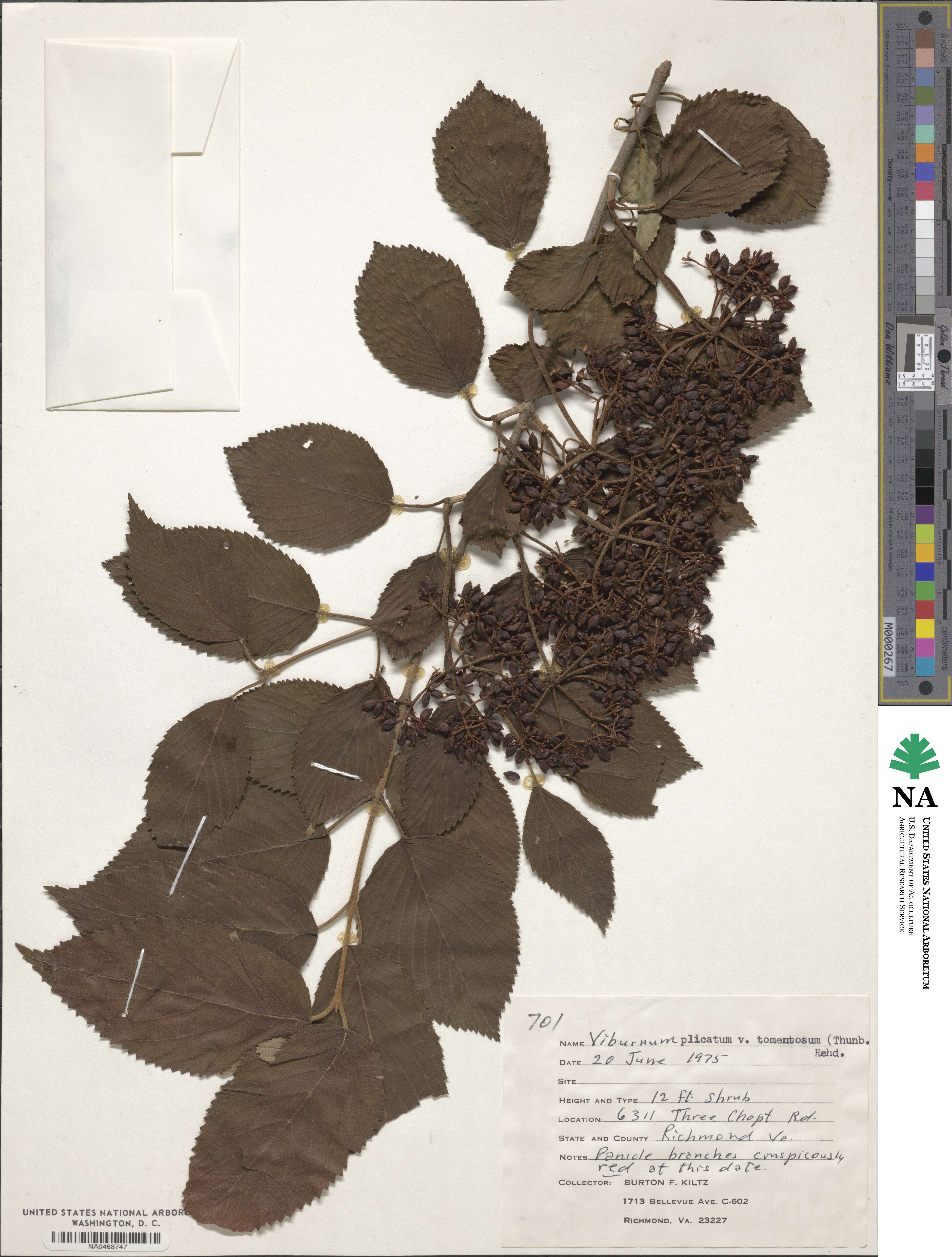 Viburnum plicatum var. tomentosum image
