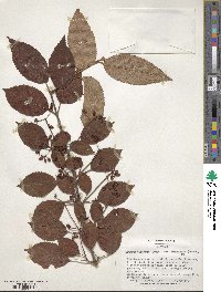 Viburnum plicatum var. tomentosum image