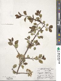 Viburnum prunifolium image