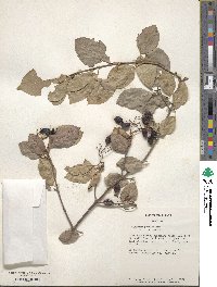 Viburnum prunifolium image