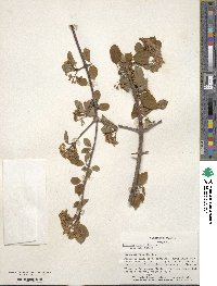 Viburnum prunifolium image