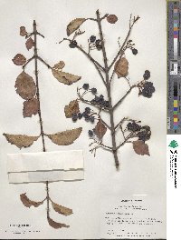 Viburnum prunifolium image