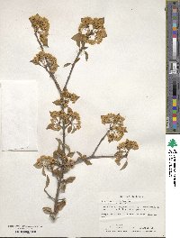 Viburnum prunifolium image