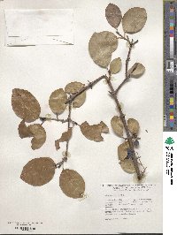 Viburnum prunifolium image