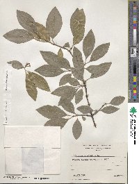 Viburnum prunifolium image