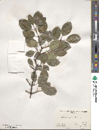 Viburnum prunifolium image