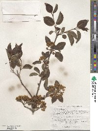 Viburnum prunifolium image