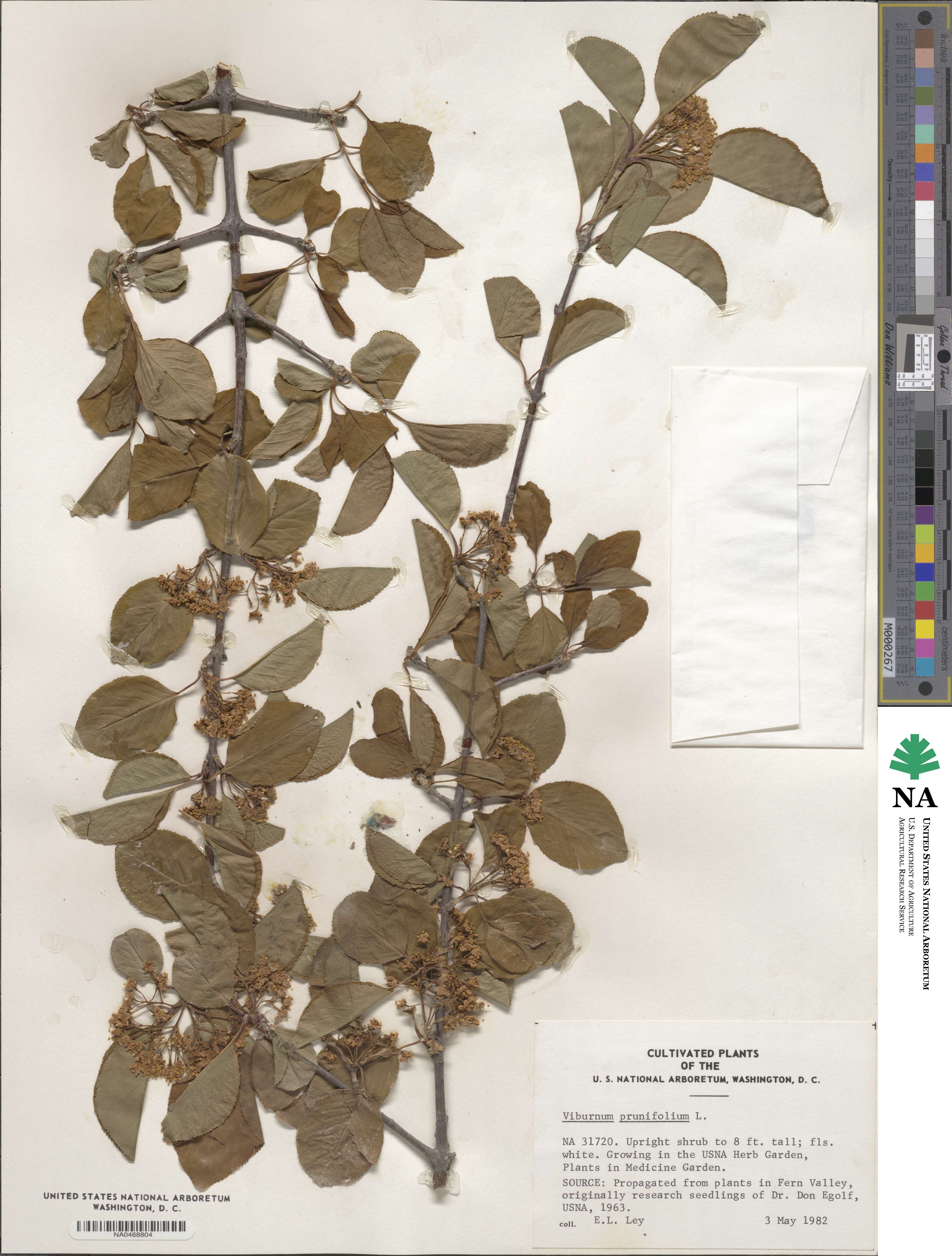 Viburnum prunifolium image