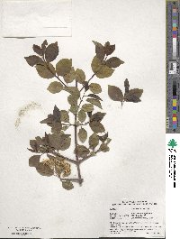 Viburnum prunifolium image