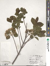 Viburnum prunifolium image