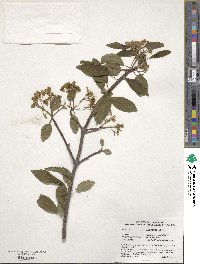 Viburnum prunifolium image