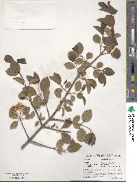 Viburnum prunifolium image