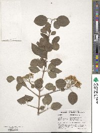 Viburnum prunifolium image