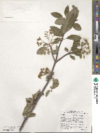 Viburnum prunifolium image