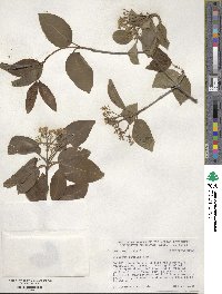 Viburnum prunifolium image