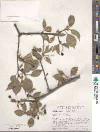 Viburnum prunifolium image